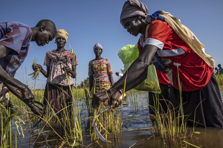 African People Rice 10 Fascinating Facts About Rice | Freerice