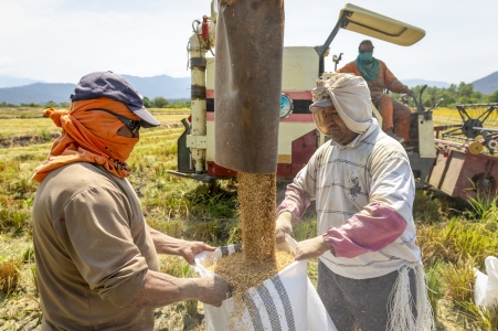 Farmers harvesting rice in Ecuador