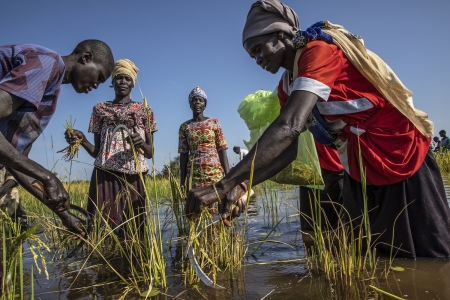 Women harvesting rice in South Sudan