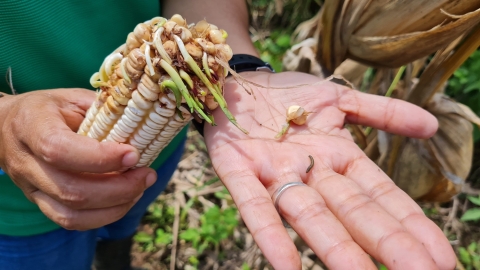 Smallholder farmer Myleydi López Pérez shows damaged maize plant in El Chile