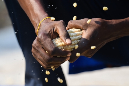 Maize Shelling Ethiopia