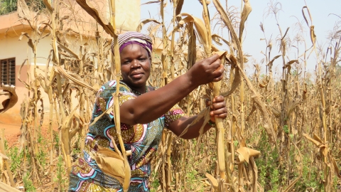 Blandine Djègo is a smallholder farmer in a cornfield