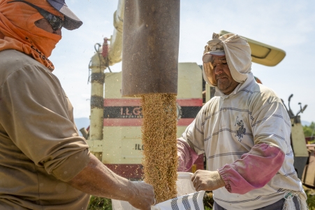 Farmers operate Marcelo Granda's reaper to harvest rice in Macará.