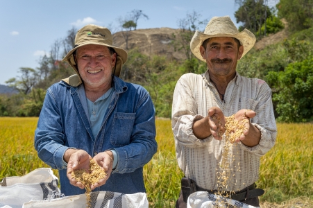 In the Photo: Marcelo Granda, civil engineer and rice producer (left) and Eleuterio Pérez (right), harvesting rice in Macará.