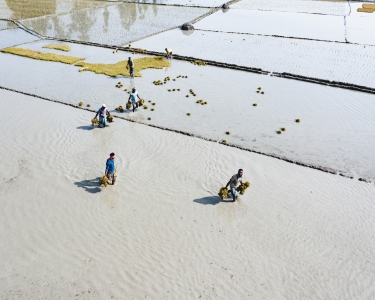 Farmers are planting rice seedlings in the rice paddy field.